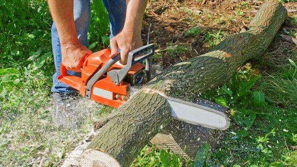 Live Oak Tree Service