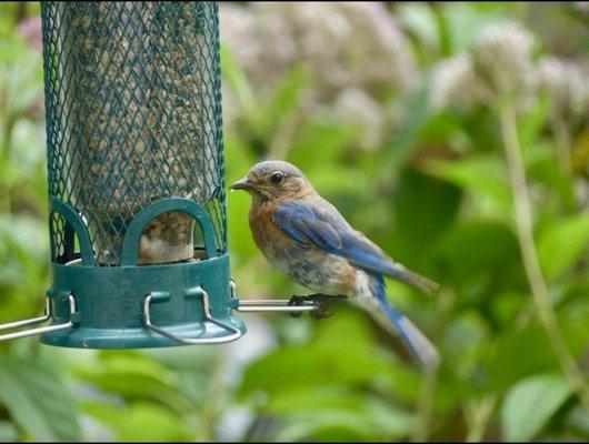 Weighted feeder and seed. Brings all the birds to the yard!