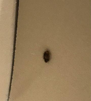 Carpet larvae