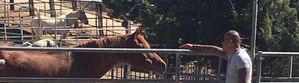 This is one of the oldest horses at the ranch and he is pampered beyond belief!  He's like 33 yrs old !