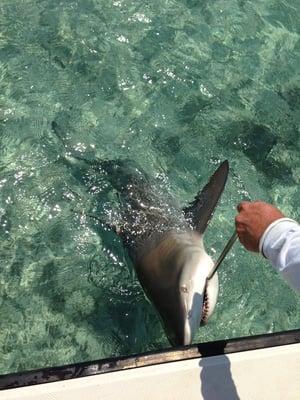 Bull Shark caught on the Tarpon Diem with Captain Chad Will.