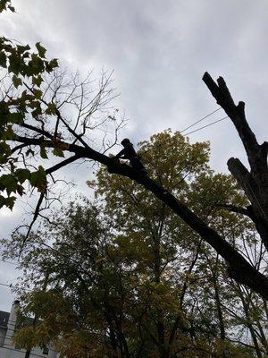 Hazard power line pruning