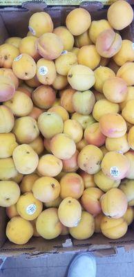 Fresh apricots!