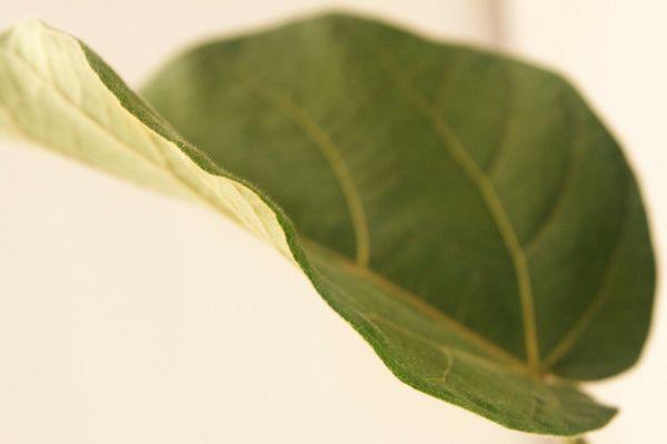 Ficus Everest - Velvet Touch Leaf