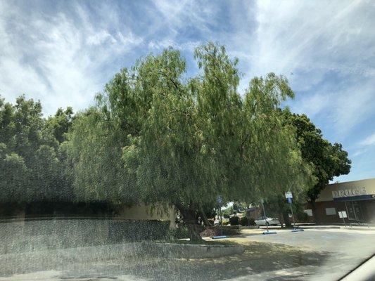 Weeping Willow