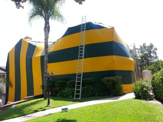 Tent fumigation