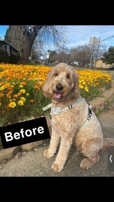 My dogs before haircut photo