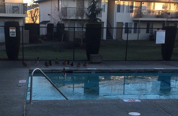 Geese in pool area.