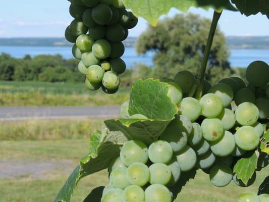 A nearby vineyard, overlooking Cayuga Lake.