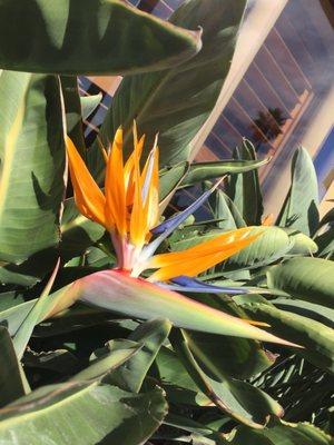 Bird of Paradise