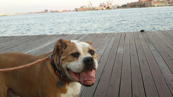 my canine enjoying the wharf !