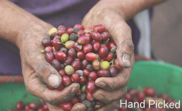 Hand Picked - Shade Grown - Specialty rated coffee berries from our farm in Peru