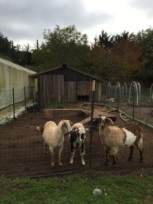 goats but no garden