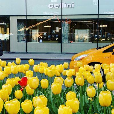 Cellini storefront located on the Southeast corner of Park Ave & 56th St @430 Park Ave