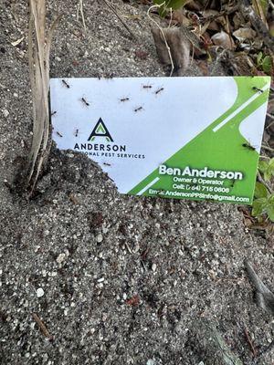 Anderson Professional Pest services