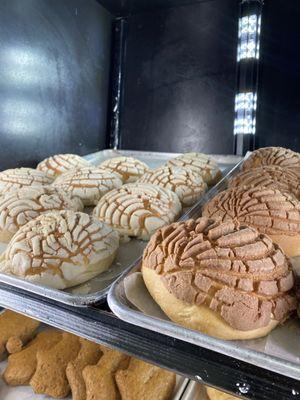 Mexican bakery Conchas