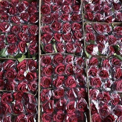 Rose Wholesale Flower