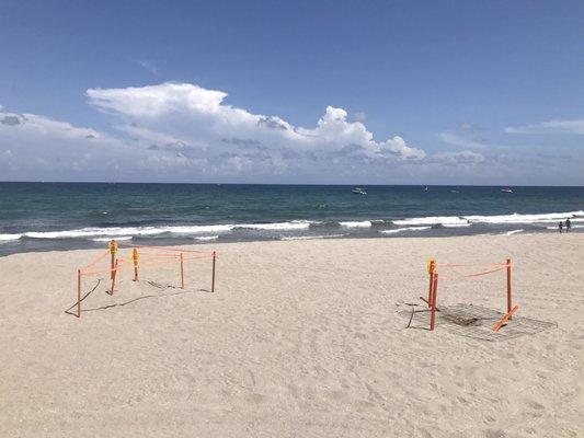 200 sea turtle eggs ! 100 per nest! Florida just broke a record for turtle nesting shelf since 1981!!