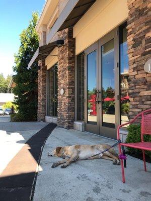 Hanging out in the shade outside on a hot July day.