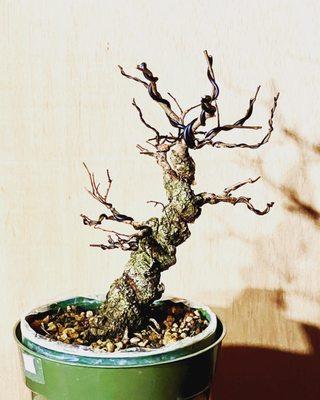 Heartwoods Bonsai & Goods