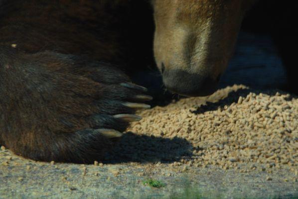 Brown Bear Claws