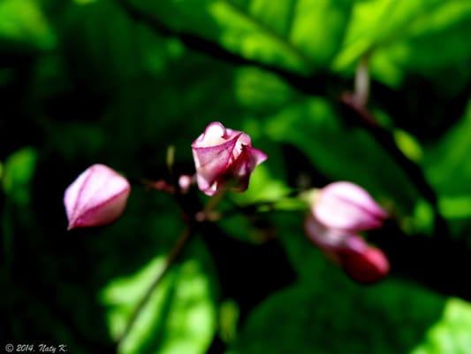 Montgomery Botanical Center