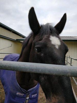 Brentwood Oaks Equestrian Center