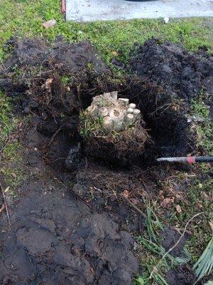 Small tree and root removal.