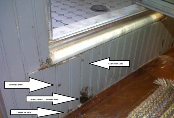 Carpenter ants emerging from under a shower pan.  Copper or membrane shower pans can leak.  Carpenter ants will use the wet wood near a leak