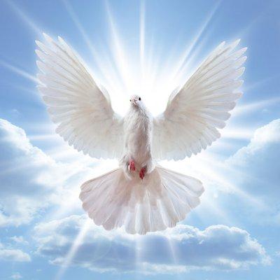 Dove of freedom and life