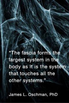 What is fascia?