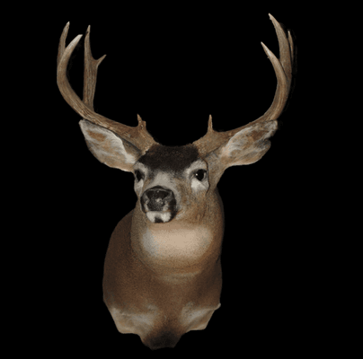 Active Taxidermy By Kraig Coleman