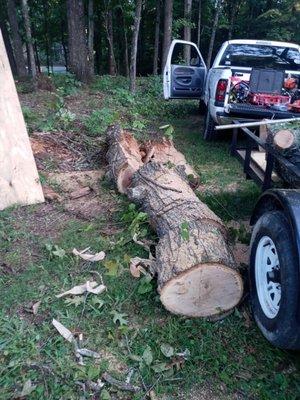 Felled an oak