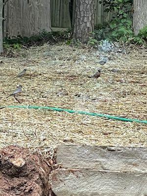 Birds eating the grass seeds