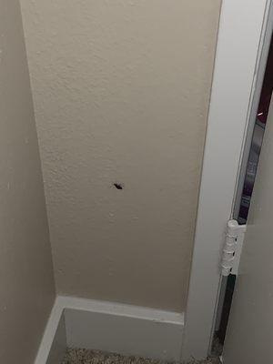 Roach in my daughter's room crawled out of the vent!