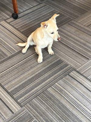 Visitor at the office