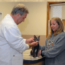 Island Trees Veterinary Hospital Cat Exam