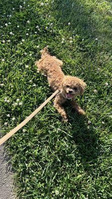 She flops on the grass when she's hot.