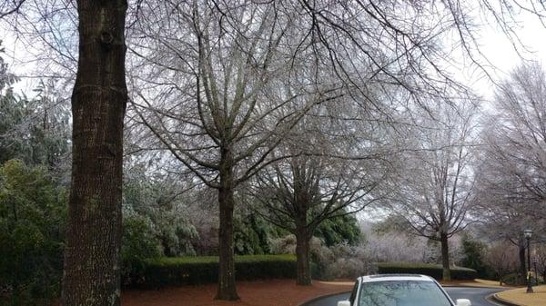 Icicles and frost in the trees #beautiful