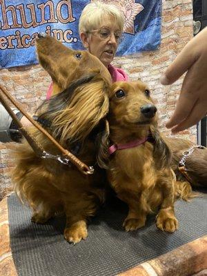 At the AKC show in Orlando, FL 12/2019