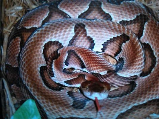 Snakes have a unquic markings. Copper heads marking look like a milk Dud candy. Rounded at bottom and a point at the top. I