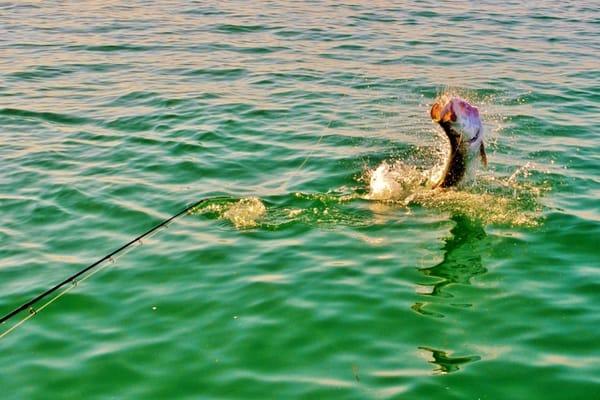 Boca Grande tarpon charter fishing