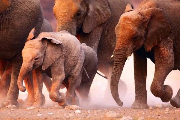 Elephants in Namibia