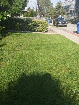 Front Lawn (08/18/20). #DavilaLandscaping #BellGarden #Gardening #Landscaping