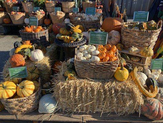 Fall Pumpkins & Gourds