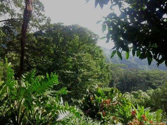 Lyon Arboretum, a Manoa Valley hidden gem on the island of Oahu.