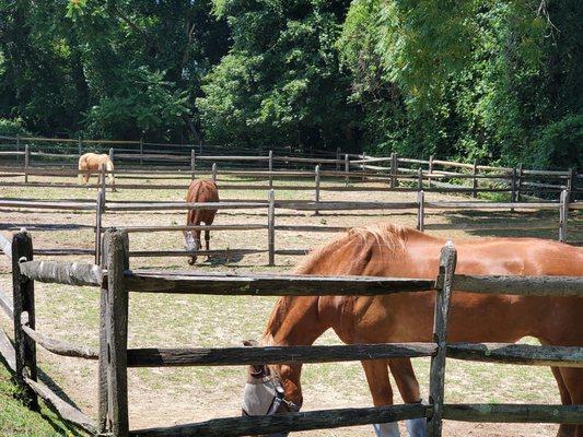 Horses enjoying some sun and fun...