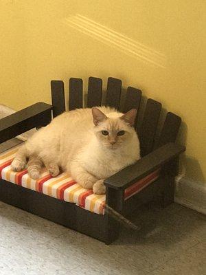 Cats love our play room!