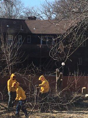 Brothers taking down dead trees