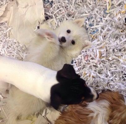 That's an American Eskimo. He was so happy to play with other dogs everyday